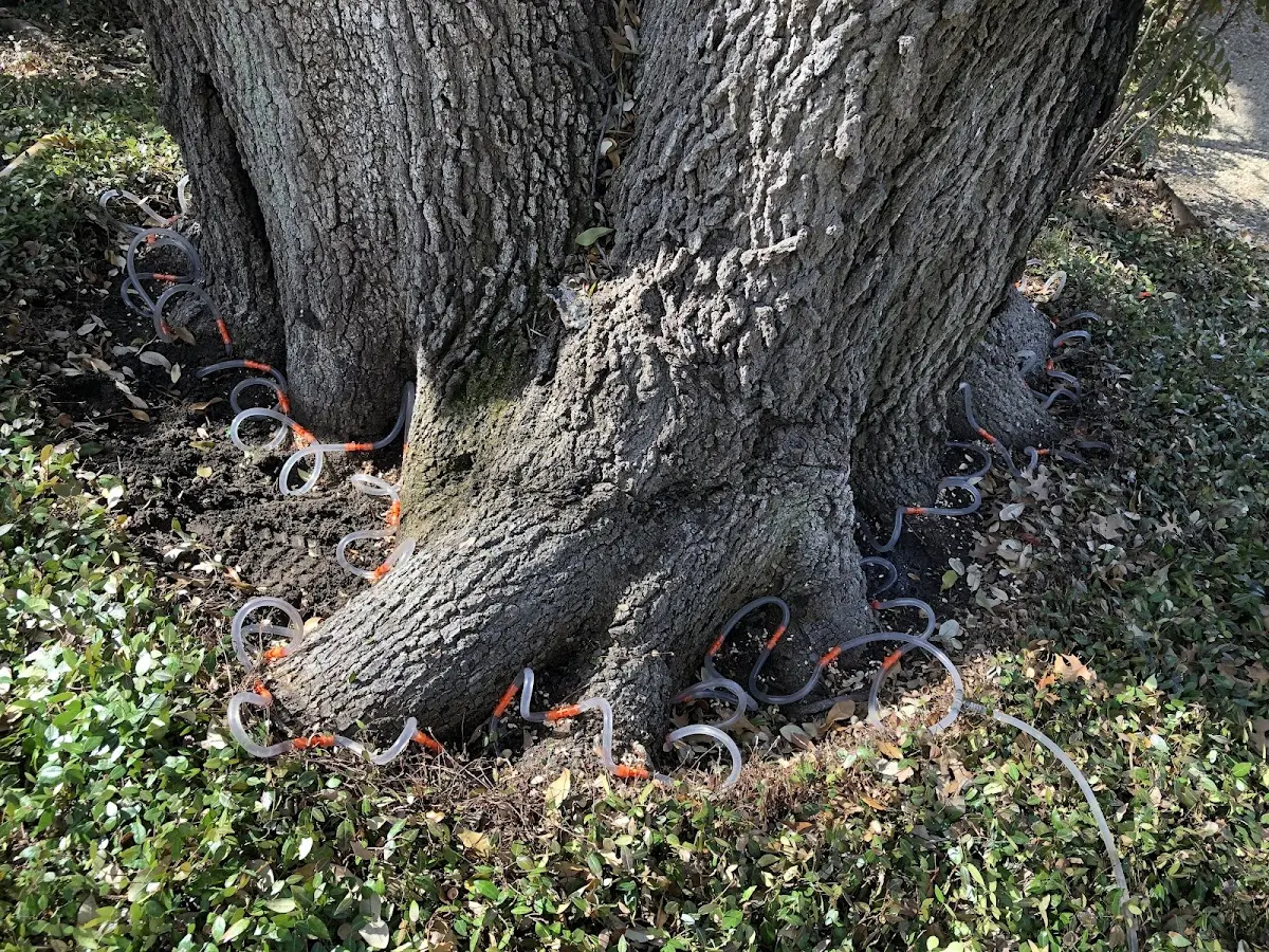 Detailed Tree Cabling and Bracing job site in Pinson