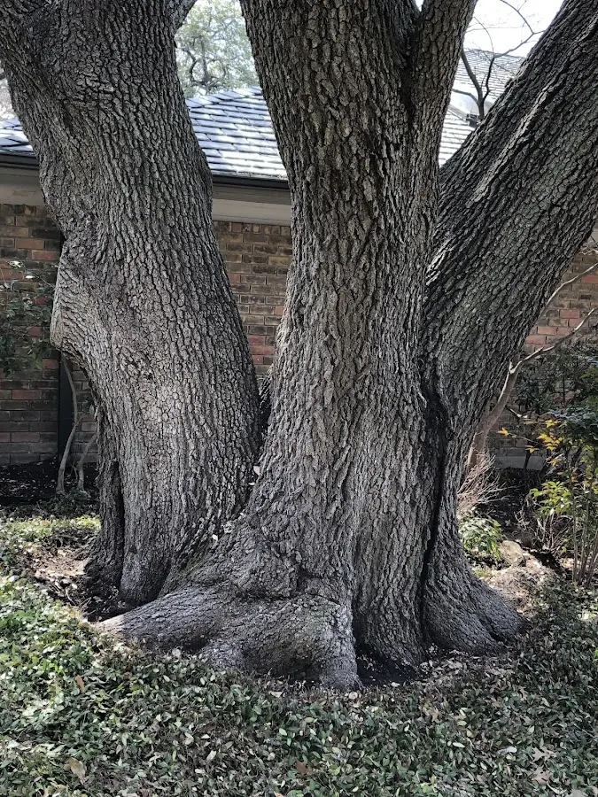 Mature heritage tree close to a Pinson property cared for by certified arborists